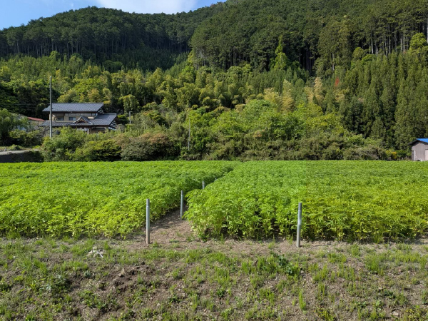 上永野の麻畑